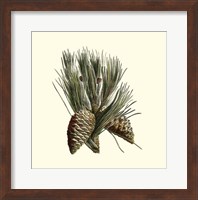 Bordeaux Pine Fine Art Print