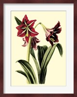 Royal Botanical Study I Fine Art Print