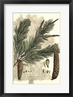 Antique Weymouth Pine Tree Fine Art Print