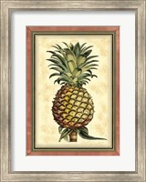 Pineapple Splendor II Fine Art Print
