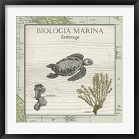Biologia Marina IV Fine Art Print