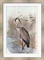 Oversize Common Heron Fine Art Print