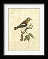 Selby Birds V Fine Art Print