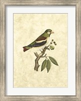 Selby Birds V Fine Art Print