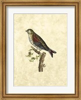 Selby Birds VI Fine Art Print
