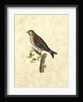 Selby Birds VI Fine Art Print