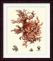 Red Coral III Fine Art Print