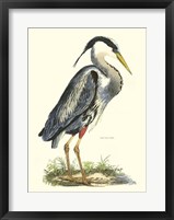 Great Blue Heron Fine Art Print