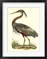 Purple Heron Fine Art Print