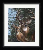 Edge of the Pines Fine Art Print