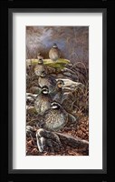 Quail Trail Fine Art Print