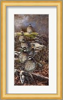 Quail Trail Fine Art Print