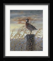 Quail on a Post Fine Art Print