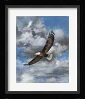 Soaring Fine Art Print