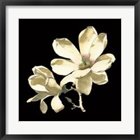 Midnight Magnolias I Fine Art Print