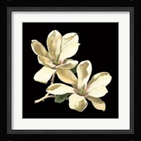Midnight Magnolias II Framed Print
