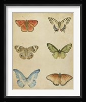 Butterfly Varietal II Framed Print