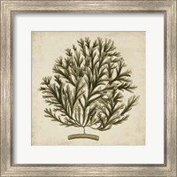 Vintage Seaweed I Fine Art Print