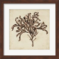 Vintage Seaweed VI Fine Art Print
