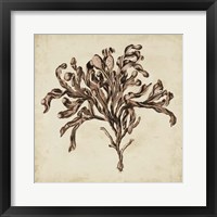 Vintage Seaweed VI Fine Art Print