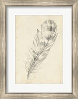 Feather Sketch II Fine Art Print