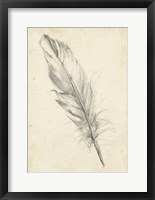 Feather Sketch III Fine Art Print