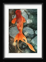 Fantail II Framed Print