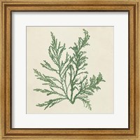 Chromatic Seaweed I Fine Art Print