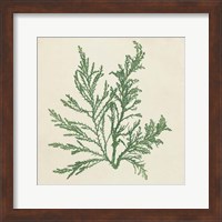 Chromatic Seaweed I Fine Art Print
