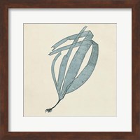 Chromatic Seaweed II Fine Art Print