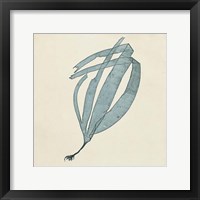 Chromatic Seaweed II Fine Art Print