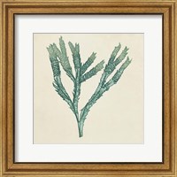 Chromatic Seaweed III Fine Art Print