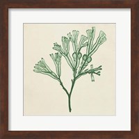 Chromatic Seaweed IV Fine Art Print