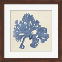 Chromatic Seaweed V Fine Art Print