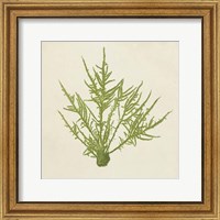Chromatic Seaweed VII Fine Art Print