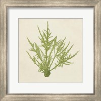 Chromatic Seaweed VII Fine Art Print