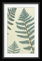 Blue Fern Trio I Framed Print