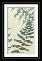 Blue Fern Trio II Framed Print