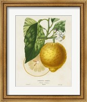 French Lemon Botanical I Fine Art Print