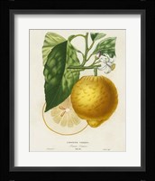French Lemon Botanical I Framed Print