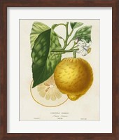 French Lemon Botanical I Fine Art Print