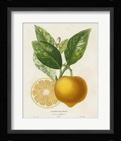 French Lemon Botanical III Framed Print