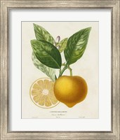 French Lemon Botanical III Fine Art Print
