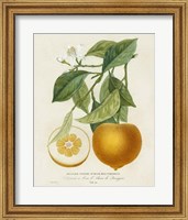 French Orange Botanical I Fine Art Print