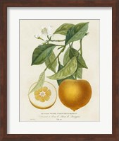 French Orange Botanical I Fine Art Print