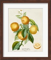 French Orange Botanical III Fine Art Print