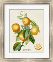 French Orange Botanical III Fine Art Print