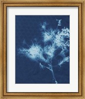 Cyanotype No.3 Fine Art Print