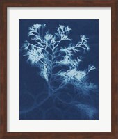 Cyanotype No.4 Fine Art Print