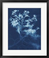 Cyanotype No.4 Fine Art Print